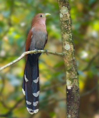 Squirrel Cuckoo, Birding Panama, Bird watching Western Panama, Panama Nature Tour, Tranquilo Bay, Naturalist Journeys, Wildlife Tour, Wildlife Photography, Ecotourism, Specialty Birds, Birding Hotspot