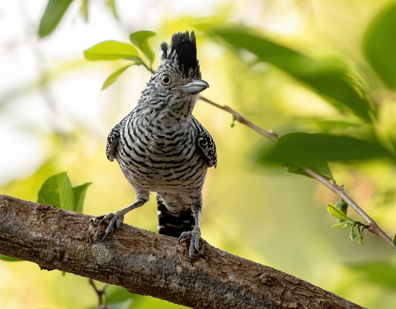 Birding Belize, Bird watching, Central America, Neotropics, Naturalist Journeys, Wildlife Tour, Wildlife Photography, Ecotourism, Specialty Birds, Birding Hotspot