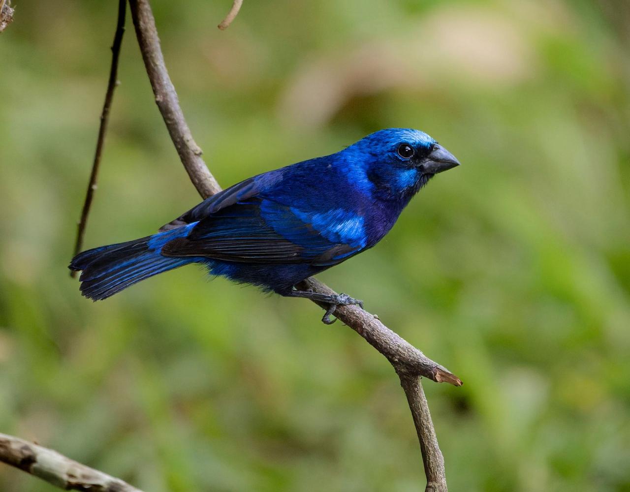 Birding Belize, Bird watching, Central America, Neotropics, Naturalist Journeys, Wildlife Tour, Wildlife Photography, Ecotourism, Specialty Birds, Birding Hotspot