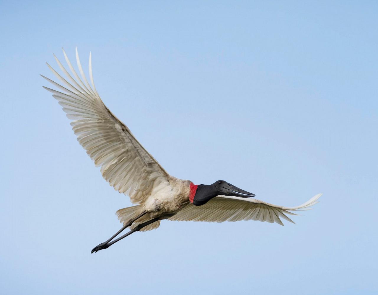 Birding Belize, Bird watching, Central America, Neotropics, Naturalist Journeys, Wildlife Tour, Wildlife Photography, Ecotourism, Specialty Birds, Birding Hotspot