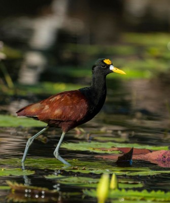 Northern Jacana, Birding Belize, Bird watching, Central America, Neotropics, Naturalist Journeys, Wildlife Tour, Wildlife Photography, Ecotourism, Specialty Birds, Birding Hotspot