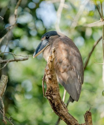 Boat-billed Heron, Birding Belize, Bird watching, Central America, Neotropics, Naturalist Journeys, Wildlife Tour, Wildlife Photography, Ecotourism, Specialty Birds, Birding Hotspot