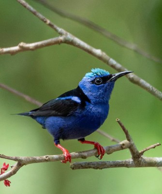 Red-legged Honeycreeper, Birding Belize, Bird watching, Central America, Neotropics, Naturalist Journeys, Wildlife Tour, Wildlife Photography, Ecotourism, Specialty Birds, Birding Hotspot