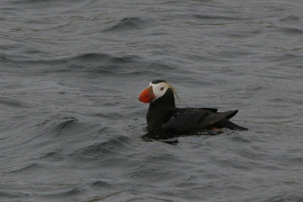Tufted Puffin, Pacific Northwest, Olympic Peninsula, Olympic National Park, Washington, Naturalist Journeys