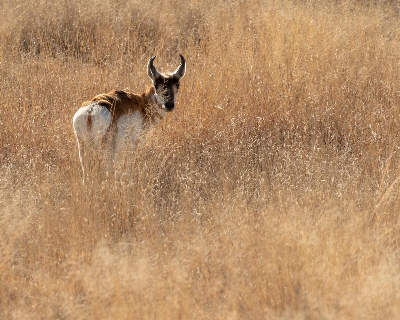 Pronghorn, Arizona, Arizona Nature Tour, Arizona Birding Tour, Naturalist Journeys