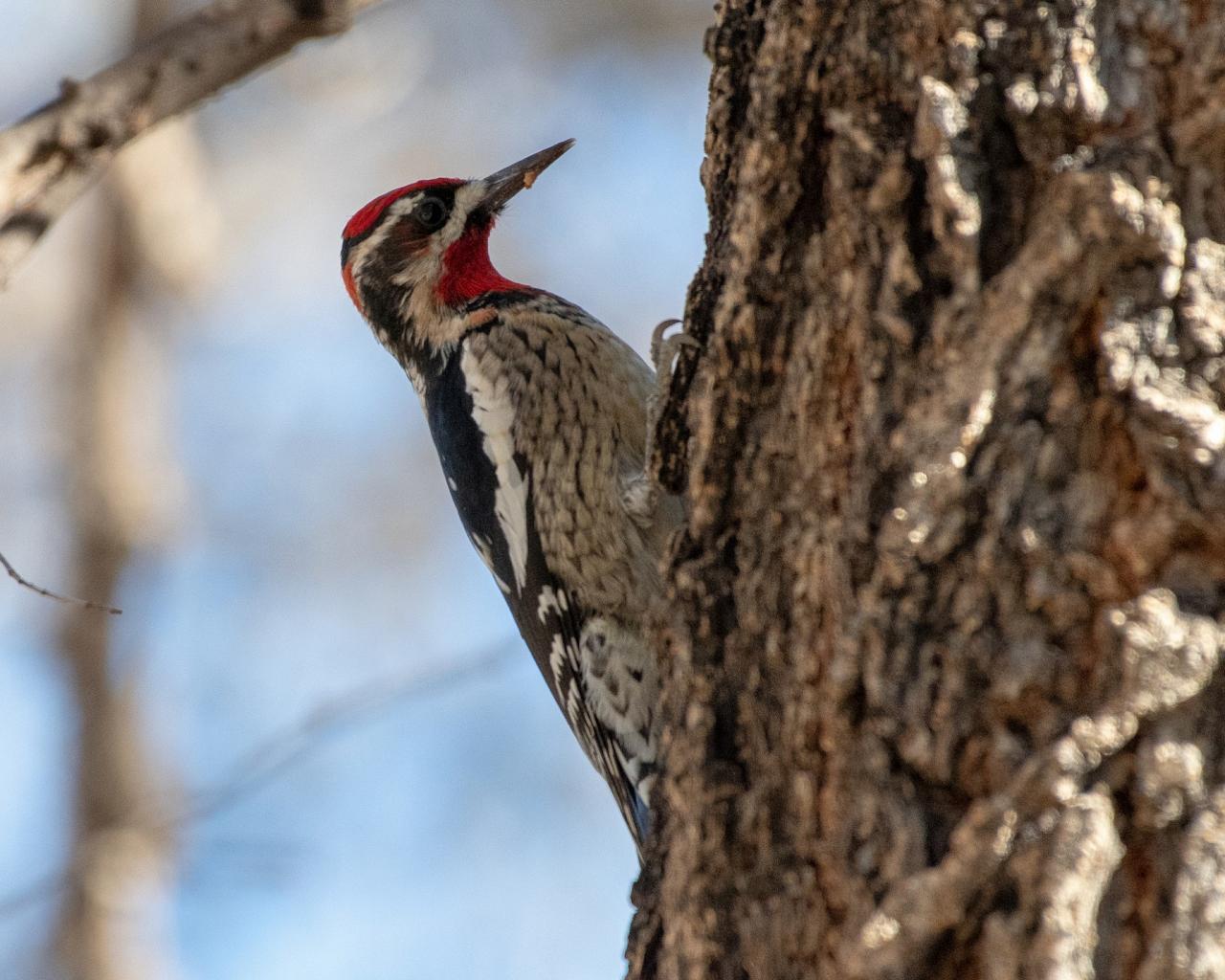 Red-naped Sapsucker, Southeast Arizona, Arizona, Arizona Nature Tour, Arizona Birding Tour, Naturalist Journeys	
