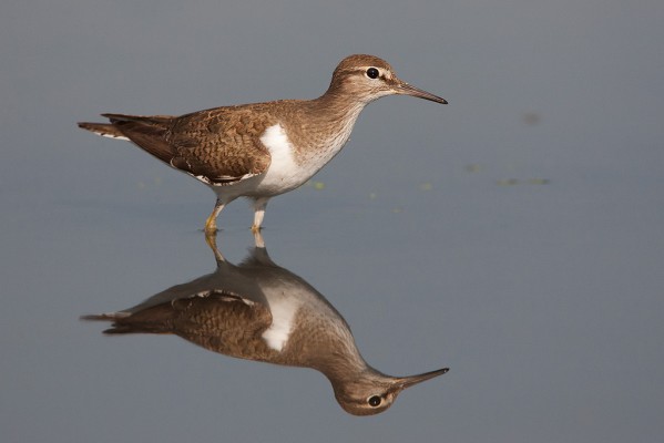 Common Sandpiper, Finland Birding Tour, Finland Nature Tours, Naturalist Journeys, Europe Birding, Norway, Norway Birding Tour