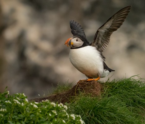 Atlantic Puffin, Finland Birding Tour, Finland Nature Tours, Naturalist Journeys, Europe Birding, Norway, Norway Birding Tour