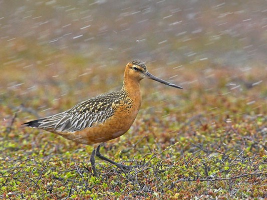 Bar-tailed Godwit, Finland Birding Tour, Finland Nature Tours, Naturalist Journeys, Europe Birding, Norway, Norway Birding Tour