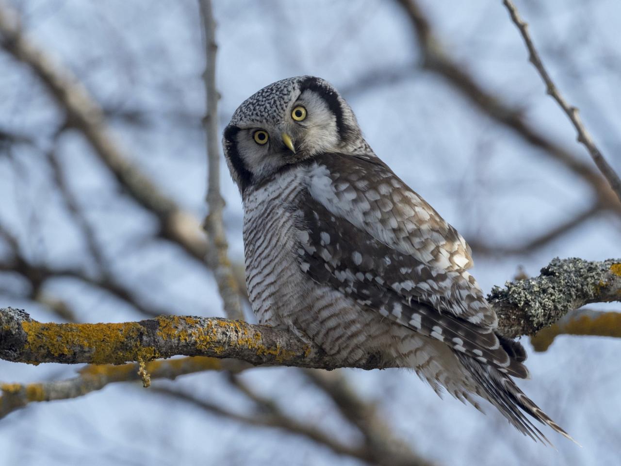 Hawk Owl, Finland Birding Tour, Finland Nature Tours, Naturalist Journeys, Europe Birding, Norway, Norway Birding Tour