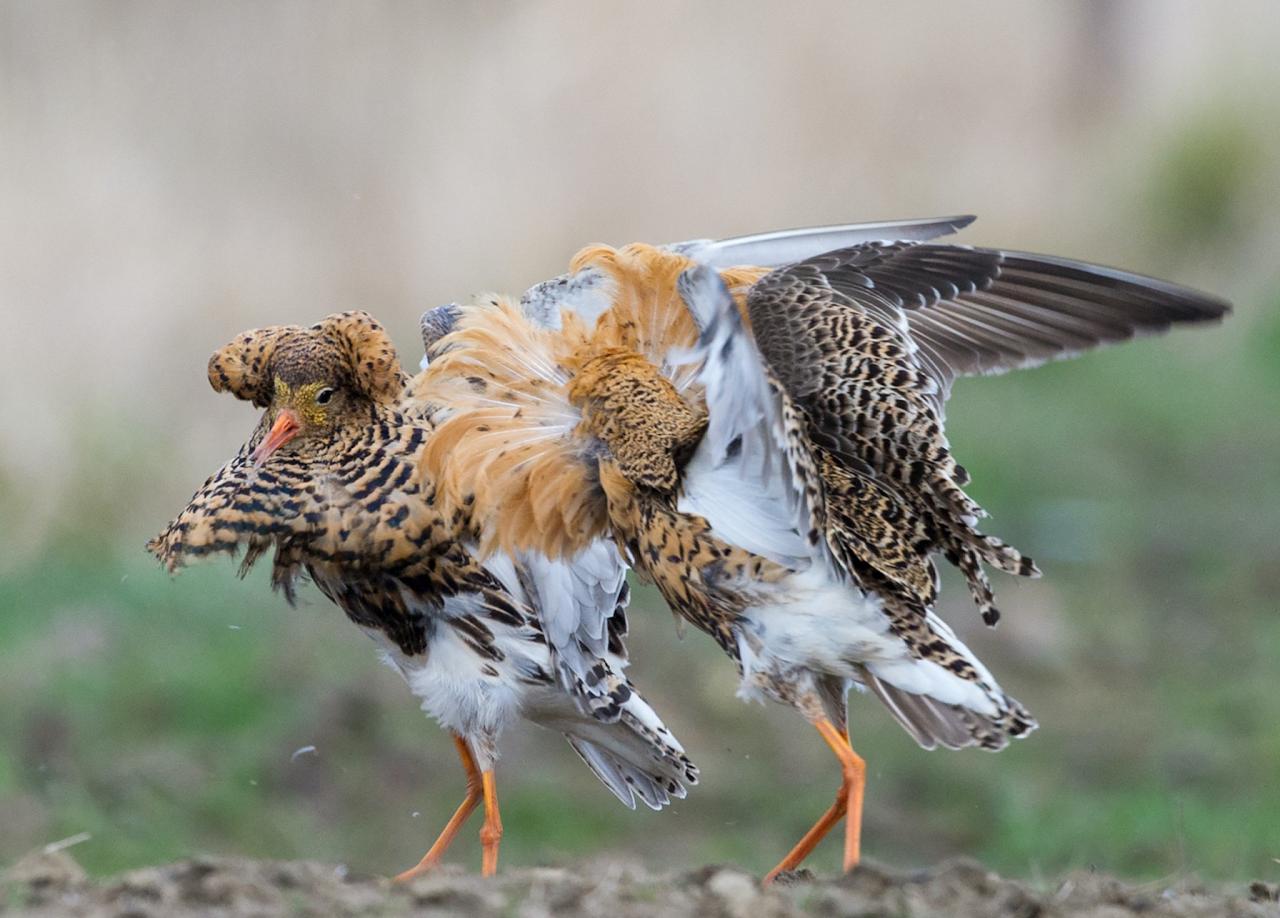 Lekking Ruff, Finland Birding Tour, Finland Nature Tours, Naturalist Journeys, Europe Birding, Norway, Norway Birding Tour