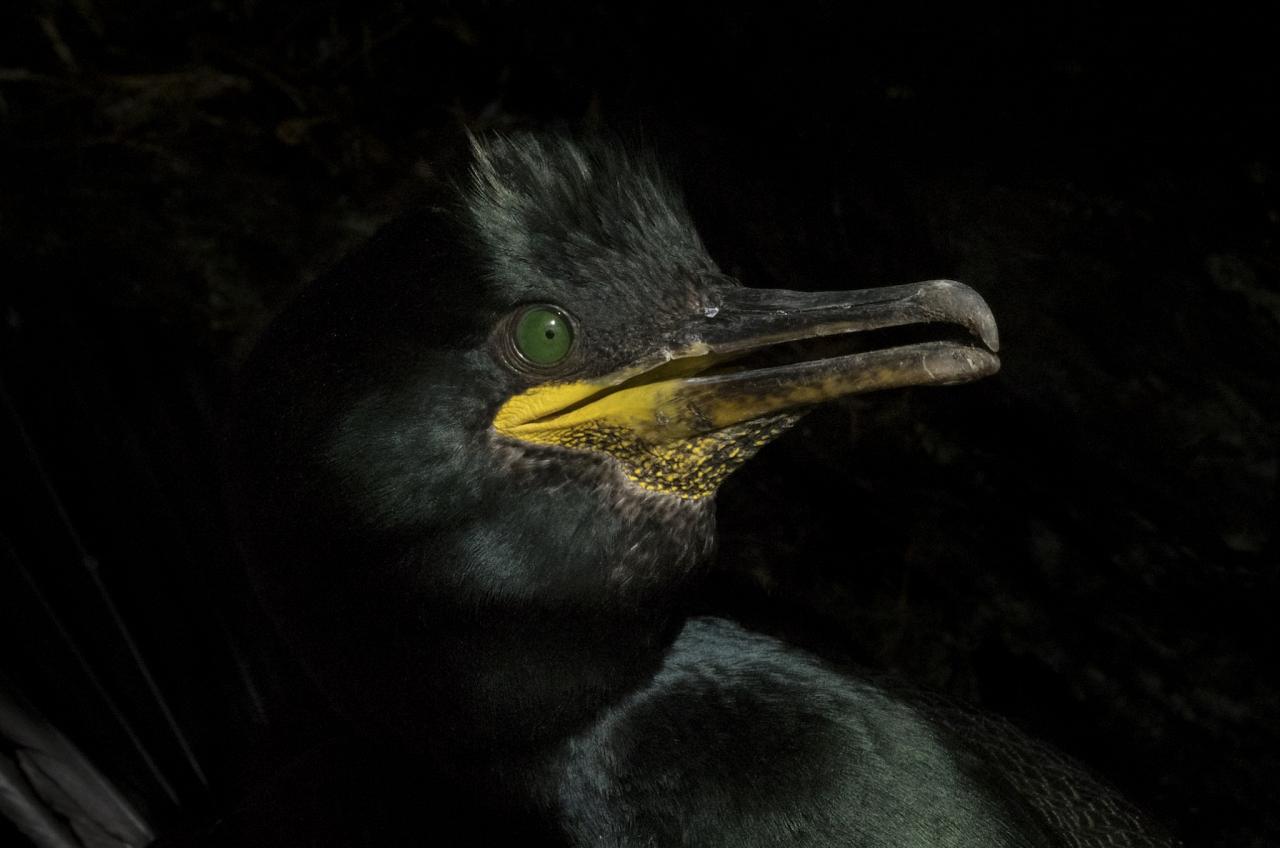 Common Shag, Finland Birding Tour, Finland Nature Tours, Naturalist Journeys, Europe Birding, Norway, Norway Birding Tour