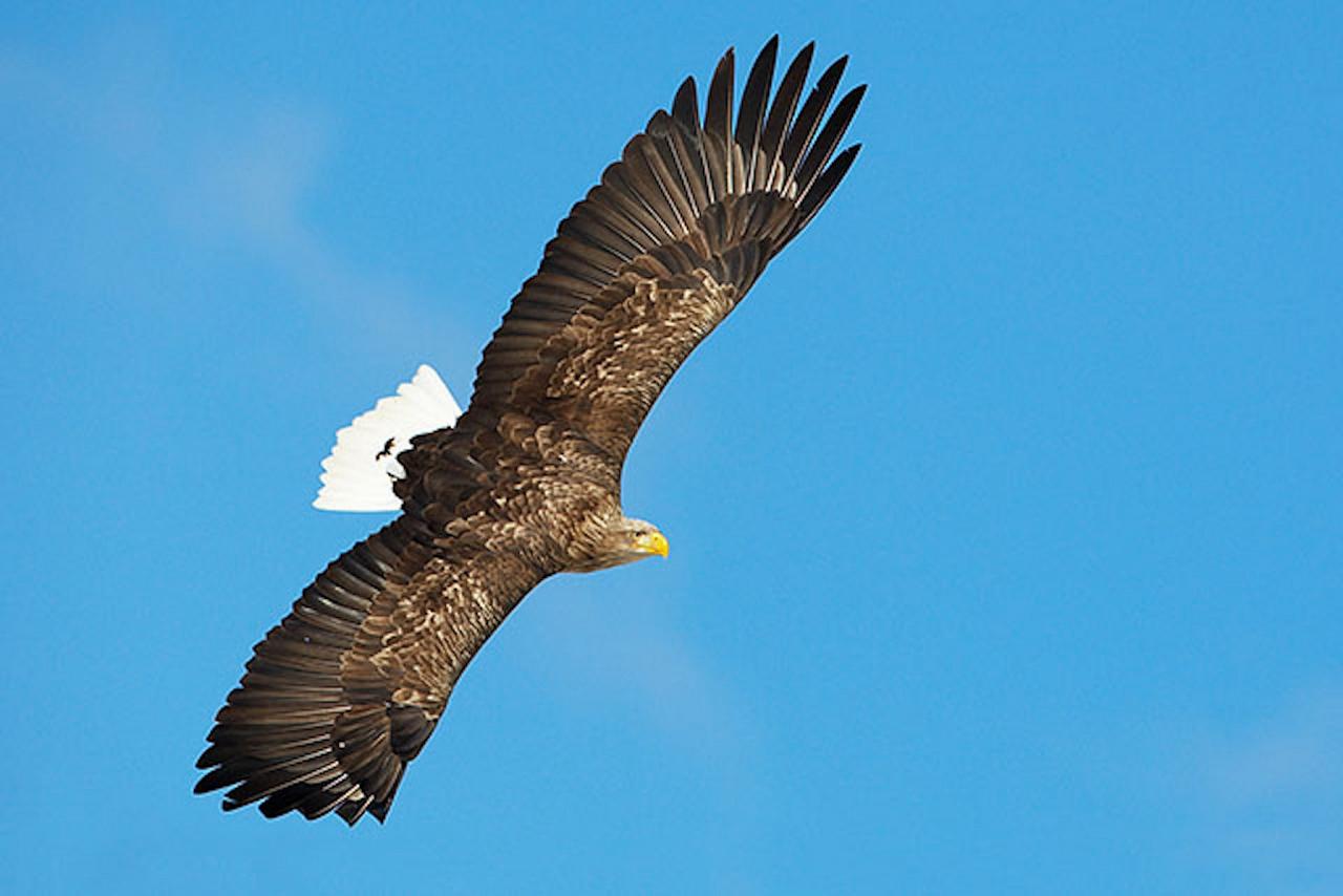 White-tailed EAgle, Finland Birding Tour, Finland Nature Tours, Naturalist Journeys, Europe Birding, Norway, Norway Birding Tour