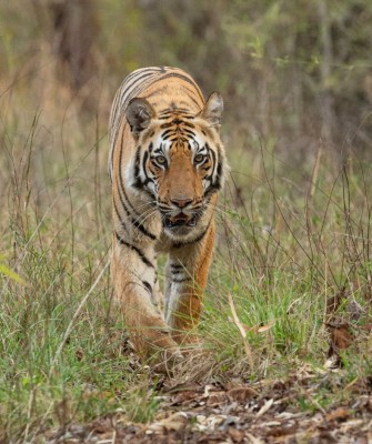 Birding India, Bird watching Asia, India Nature Tour, Big Cats in India, Naturalist Journeys, Wildlife Tour, Wildlife Photography, Ecotourism, Specialty Birds, Birding Hotspot, Tiger Reserve, Snow Leopards