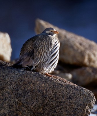 Birding India, Bird watching Asia, India Nature Tour, Big Cats in India, Naturalist Journeys, Wildlife Tour, Wildlife Photography, Ecotourism, Specialty Birds, Birding Hotspot, Tiger Reserve, Snow Leopards