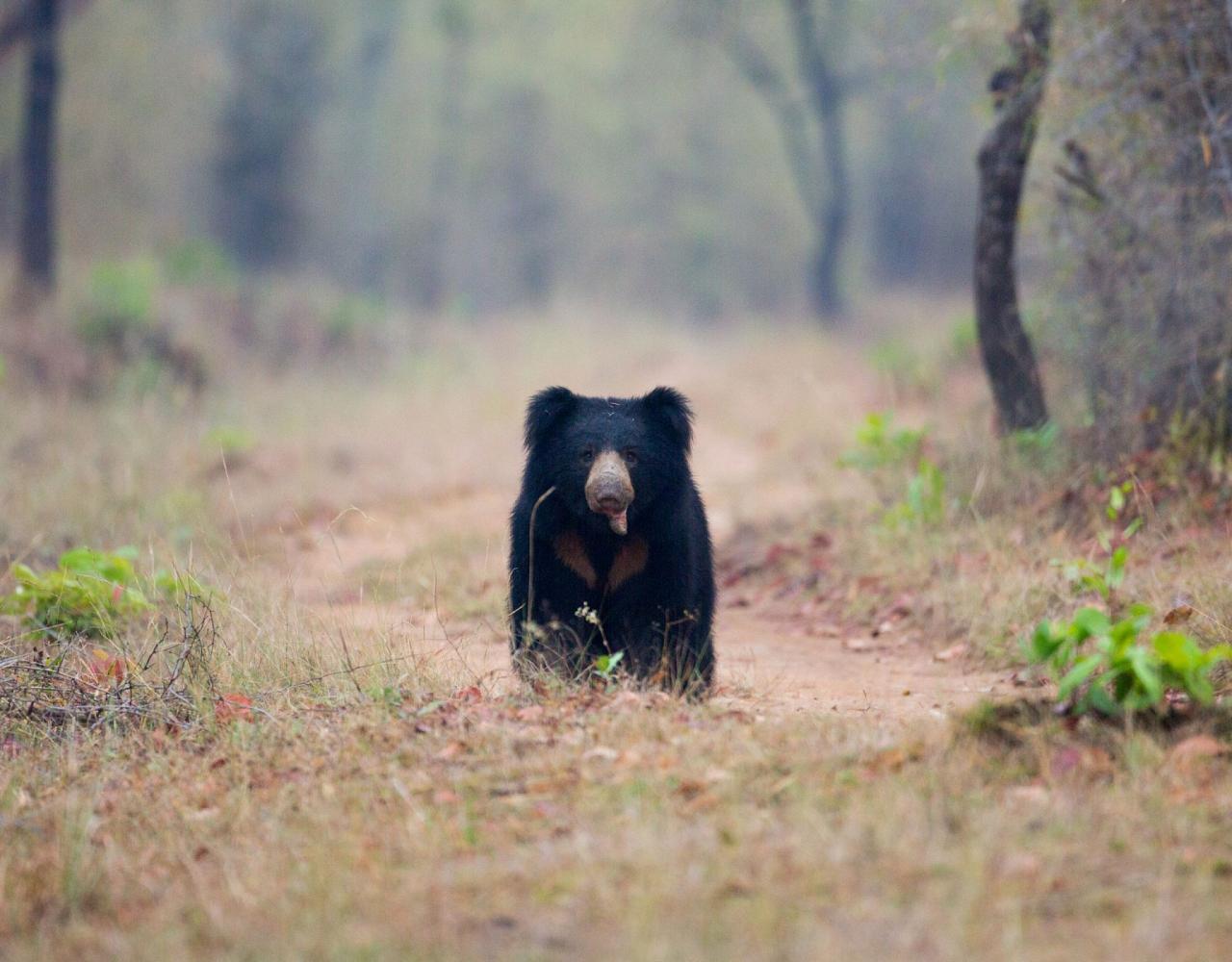 Birding India, Bird watching Asia, India Nature Tour, Big Cats in India, Naturalist Journeys, Wildlife Tour, Wildlife Photography, Ecotourism, Specialty Birds, Birding Hotspot, Tiger Reserve, Snow Leopards