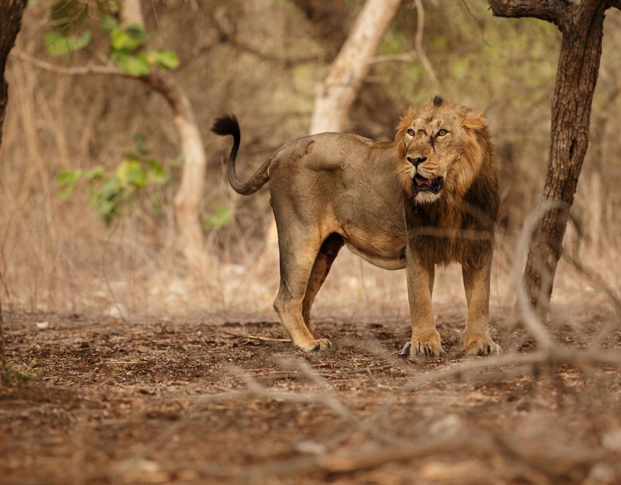 Birding India, Bird watching Asia, India Nature Tour, Big Cats in India, Naturalist Journeys, Wildlife Tour, Wildlife Photography, Ecotourism, Specialty Birds, Birding Hotspot, Tiger Reserve, Snow Leopards