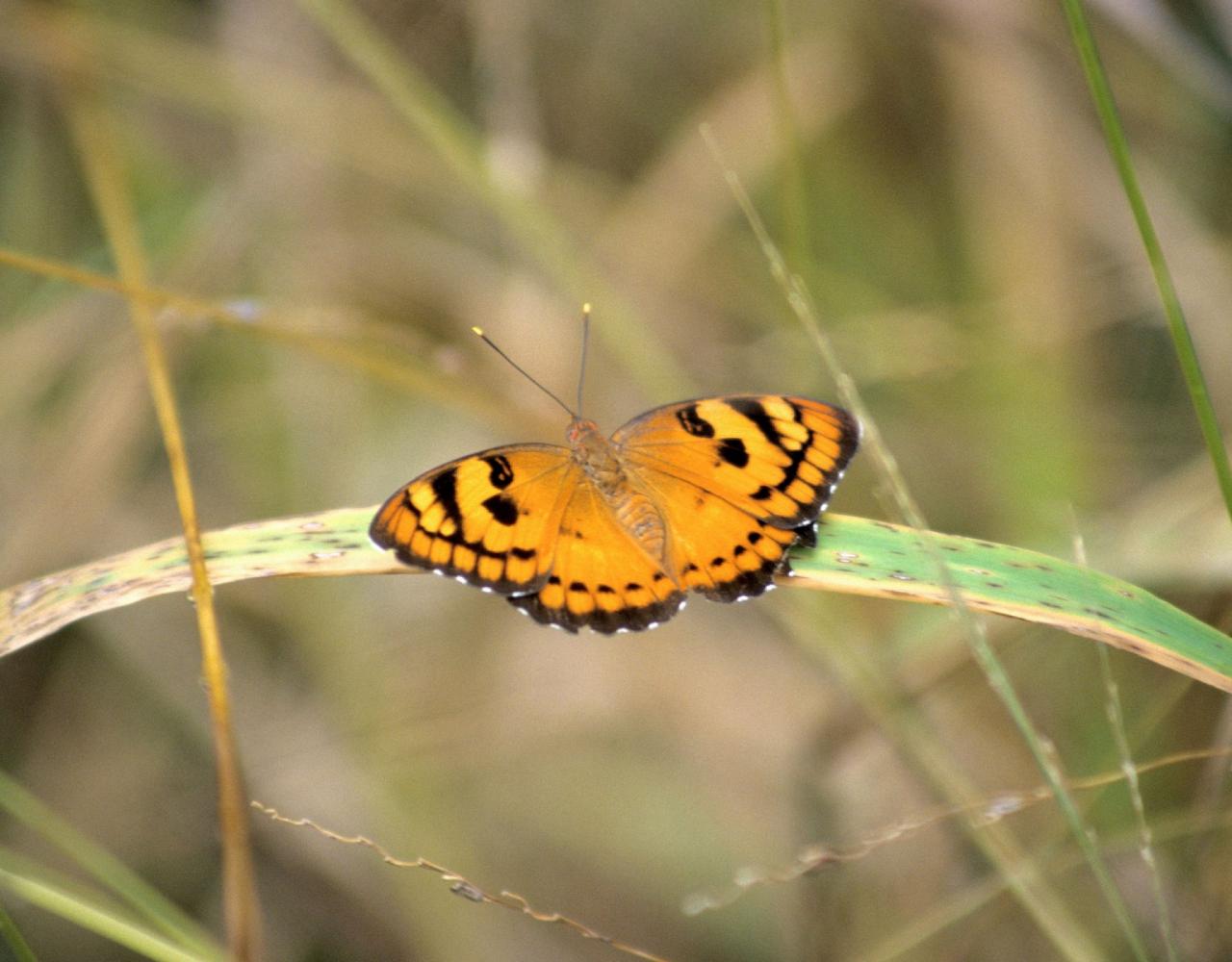 Birding India, Bird watching Asia, India Nature Tour, Big Cats in India, Naturalist Journeys, Wildlife Tour, Wildlife Photography, Ecotourism, Specialty Birds, Birding Hotspot, Tiger Reserve, Snow Leopards