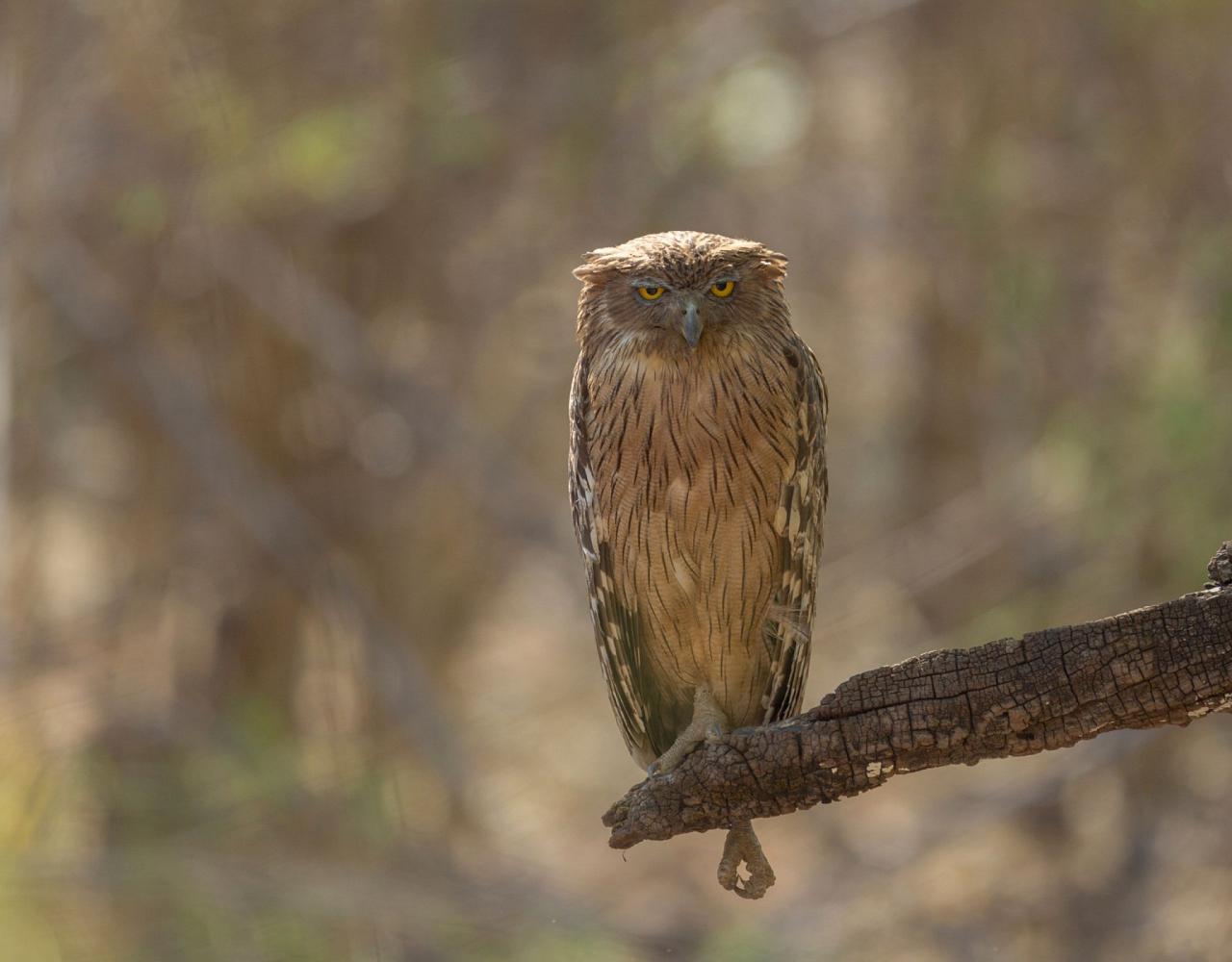 Birding India, Bird watching Asia, India Nature Tour, Big Cats in India, Naturalist Journeys, Wildlife Tour, Wildlife Photography, Ecotourism, Specialty Birds, Birding Hotspot, Tiger Reserve, Snow Leopards