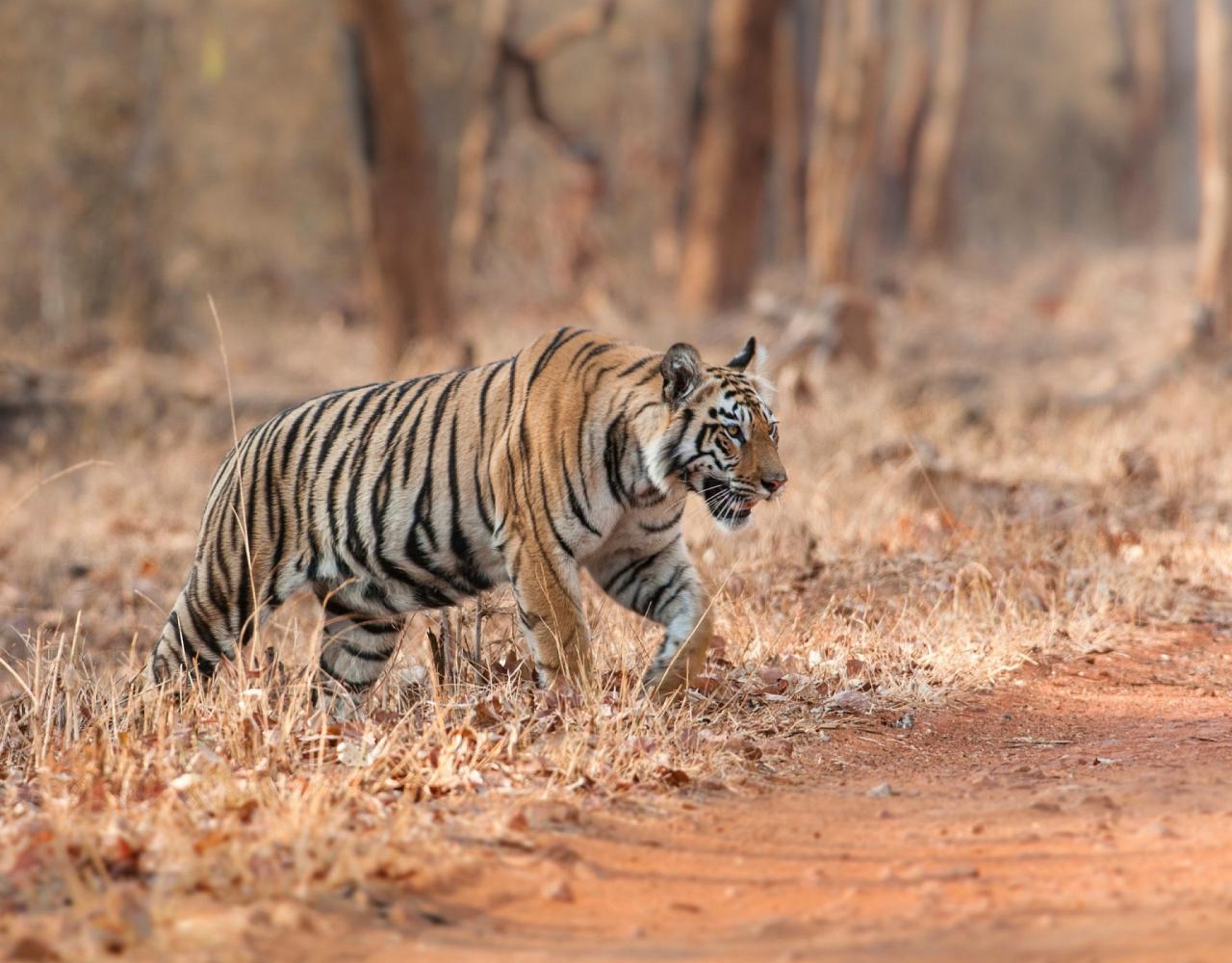 Birding India, Bird watching Asia, India Nature Tour, Big Cats in India, Naturalist Journeys, Wildlife Tour, Wildlife Photography, Ecotourism, Specialty Birds, Birding Hotspot, Tiger Reserve, Snow Leopards