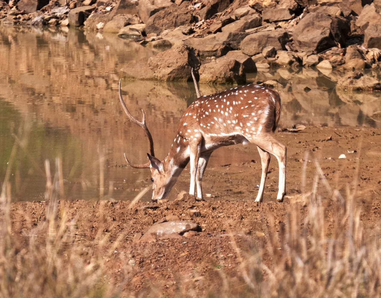 Birding India, Bird watching Asia, India Nature Tour, Big Cats in India, Naturalist Journeys, Wildlife Tour, Wildlife Photography, Ecotourism, Specialty Birds, Birding Hotspot, Tiger Reserve, Snow Leopards