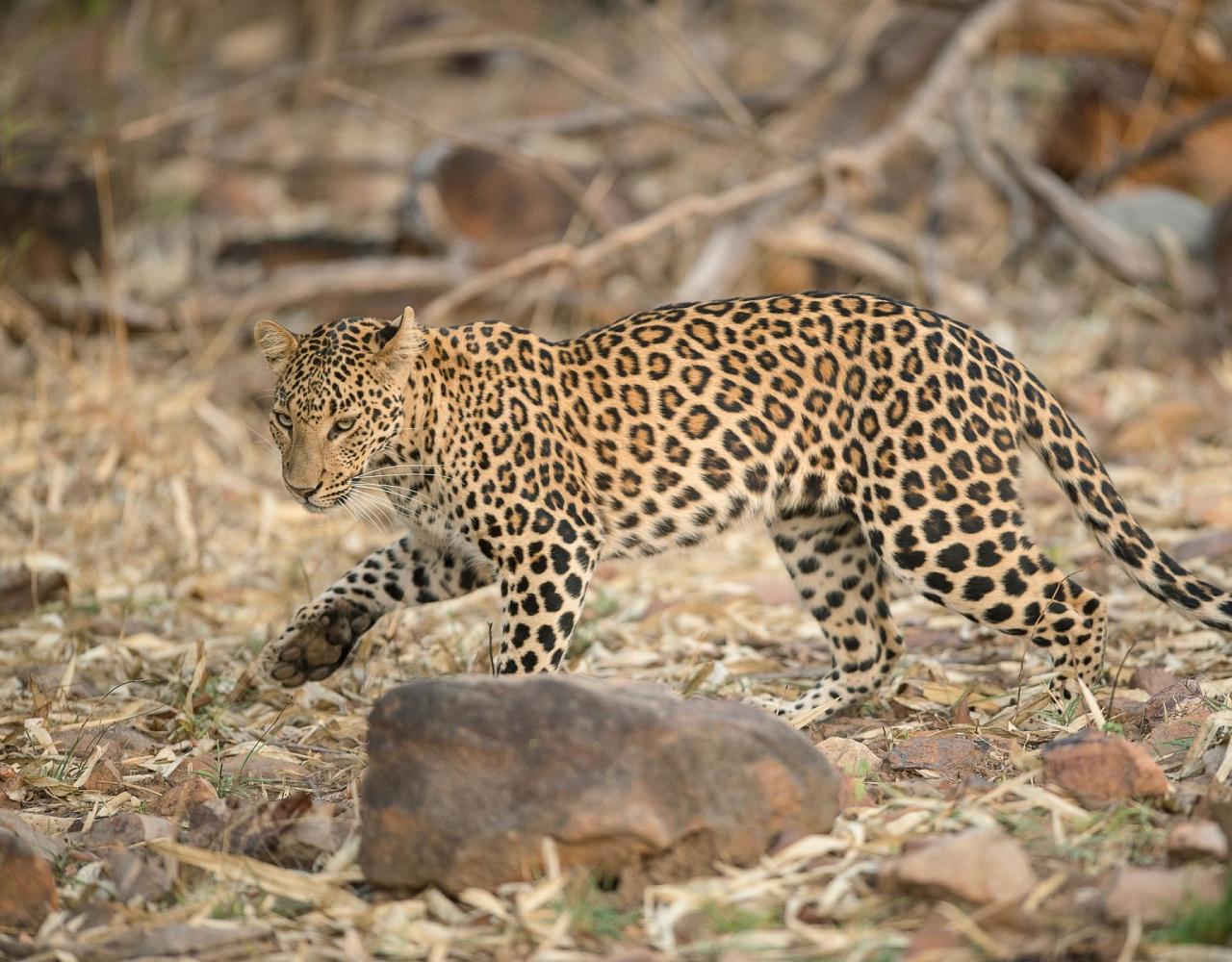 Birding India, Bird watching Asia, India Nature Tour, Big Cats in India, Naturalist Journeys, Wildlife Tour, Wildlife Photography, Ecotourism, Specialty Birds, Birding Hotspot, Tiger Reserve, Snow Leopards