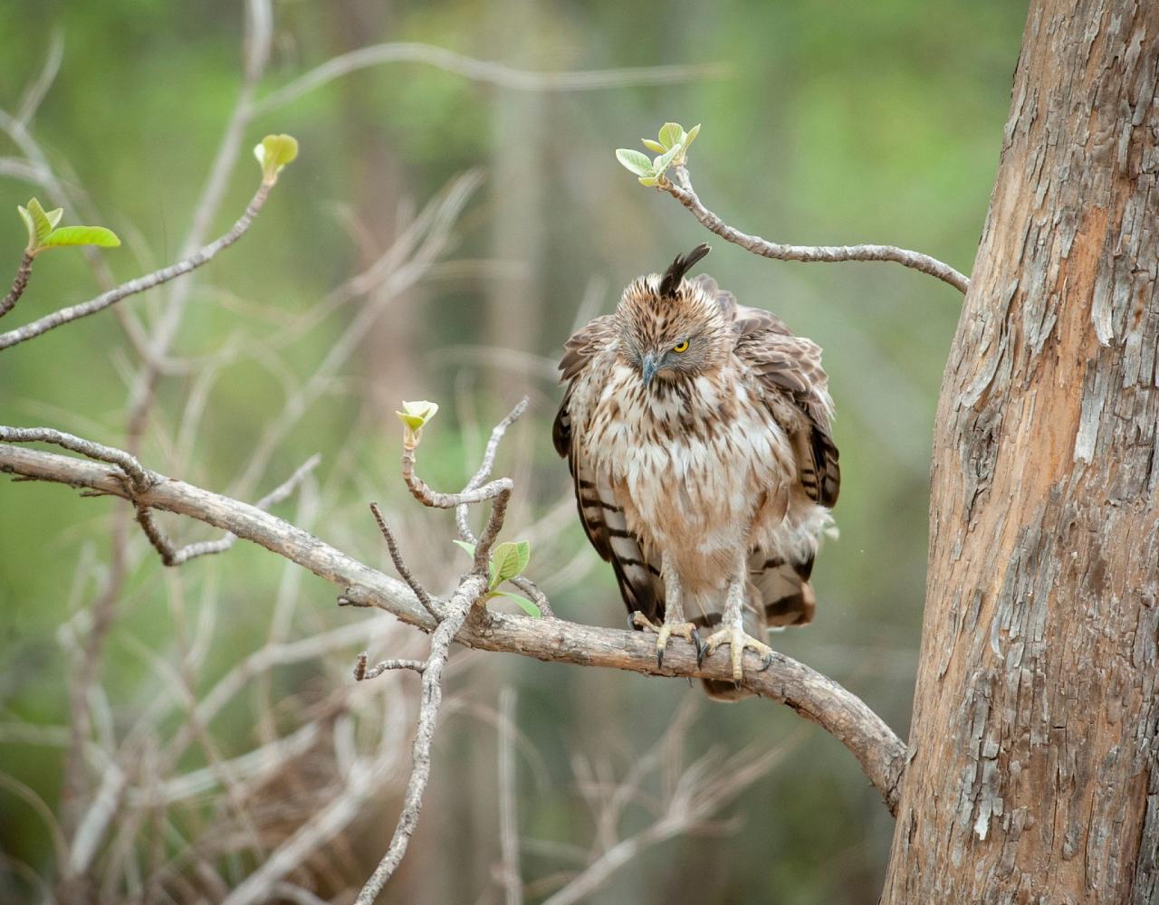 Birding India, Bird watching Asia, India Nature Tour, Big Cats in India, Naturalist Journeys, Wildlife Tour, Wildlife Photography, Ecotourism, Specialty Birds, Birding Hotspot, Tiger Reserve, Snow Leopards