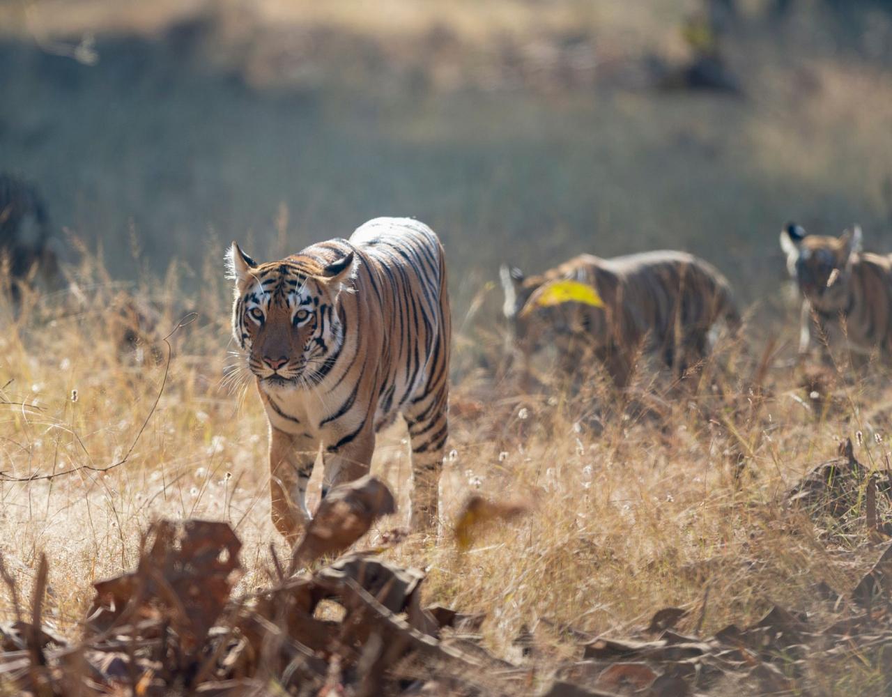 Birding India, Bird watching Asia, India Nature Tour, Big Cats in India, Naturalist Journeys, Wildlife Tour, Wildlife Photography, Ecotourism, Specialty Birds, Birding Hotspot, Tiger Reserve, Snow Leopards