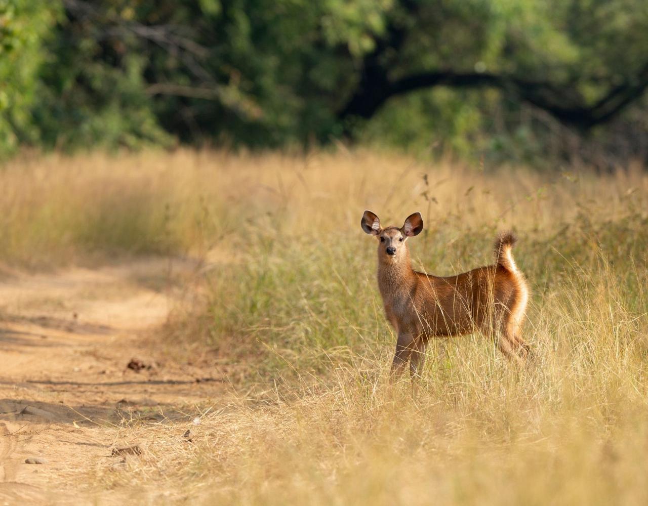 Birding India, Bird watching Asia, India Nature Tour, Big Cats in India, Naturalist Journeys, Wildlife Tour, Wildlife Photography, Ecotourism, Specialty Birds, Birding Hotspot, Tiger Reserve, Snow Leopards