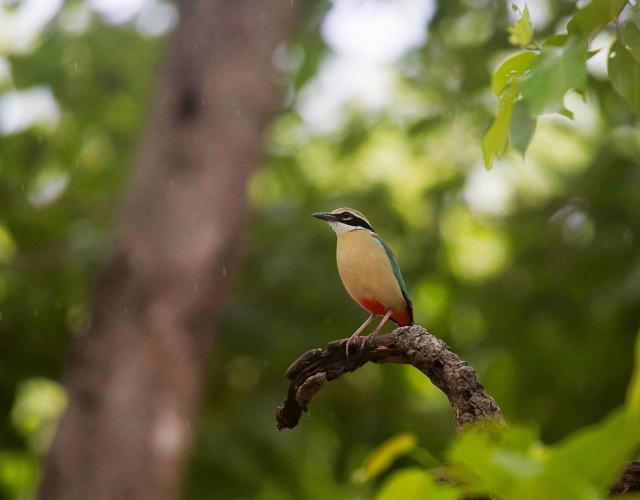 Birding India, Bird watching Asia, India Nature Tour, Big Cats in India, Naturalist Journeys, Wildlife Tour, Wildlife Photography, Ecotourism, Specialty Birds, Birding Hotspot, Tiger Reserve, Snow Leopards