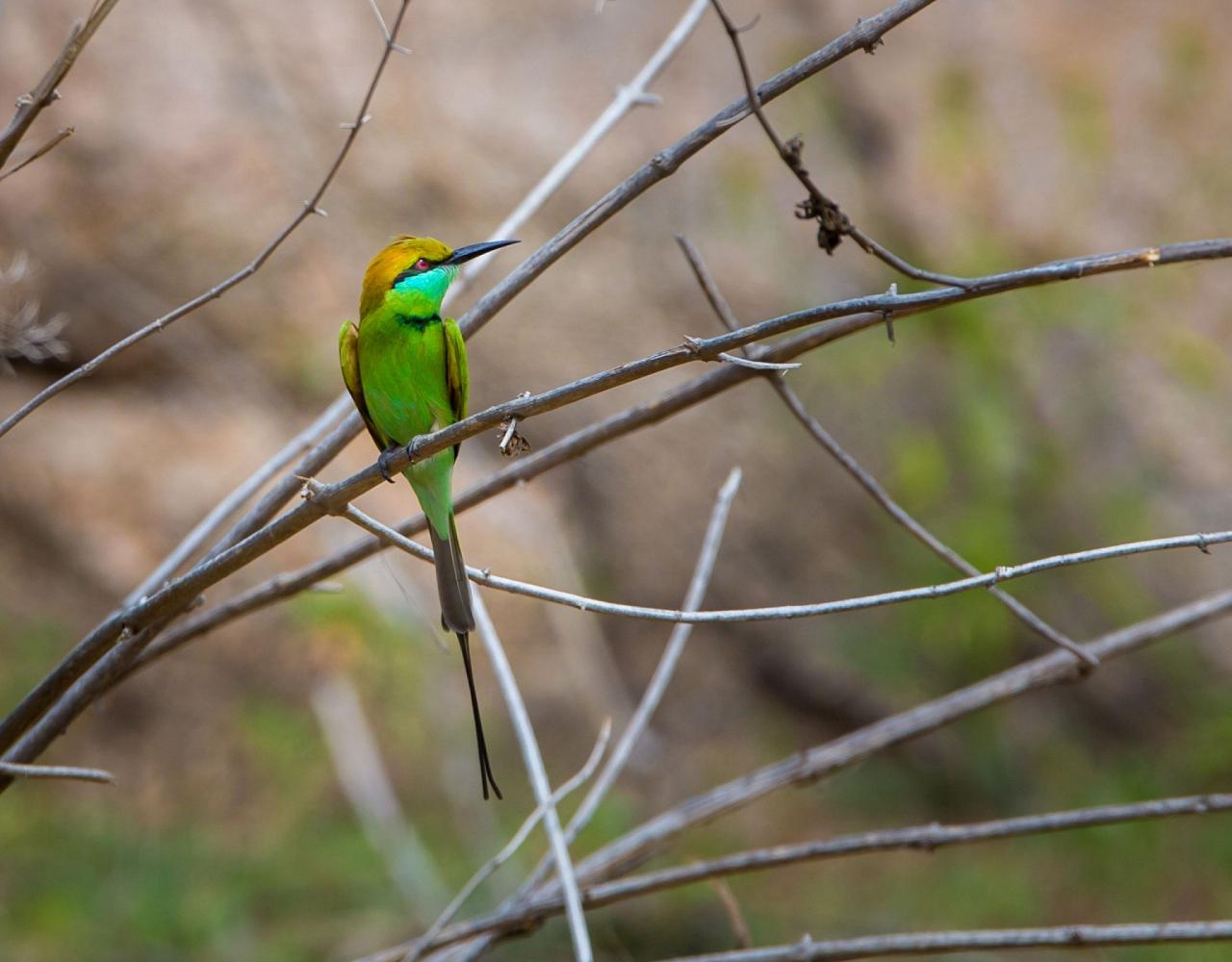 Birding India, Bird watching Asia, India Nature Tour, Big Cats in India, Naturalist Journeys, Wildlife Tour, Wildlife Photography, Ecotourism, Specialty Birds, Birding Hotspot, Tiger Reserve, Snow Leopards