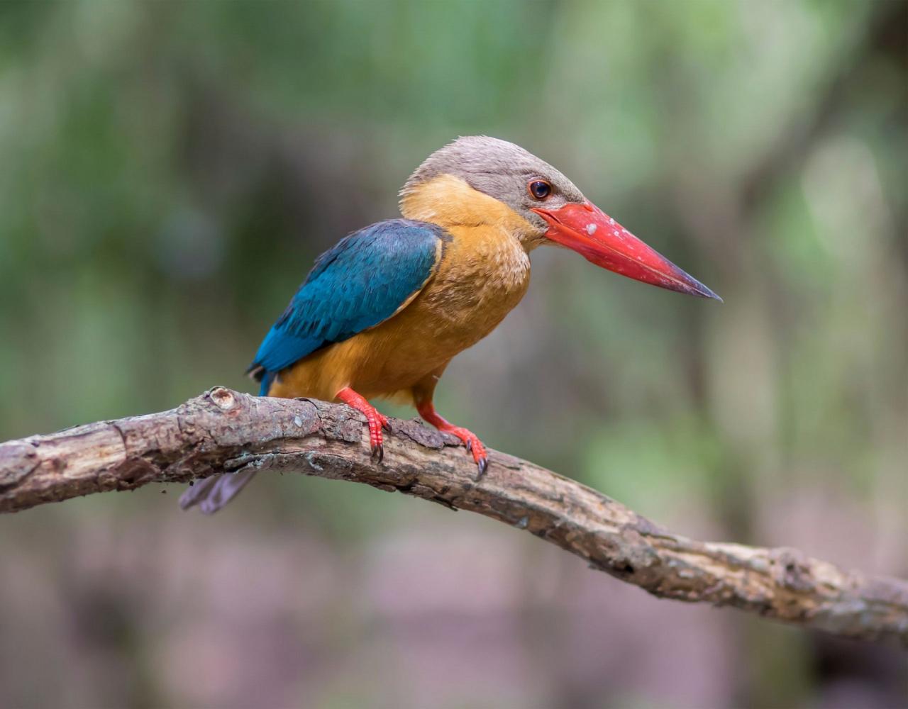 Birding India, Bird watching Asia, India Nature Tour, Big Cats in India, Naturalist Journeys, Wildlife Tour, Wildlife Photography, Ecotourism, Specialty Birds, Birding Hotspot, Tiger Reserve, Snow Leopards