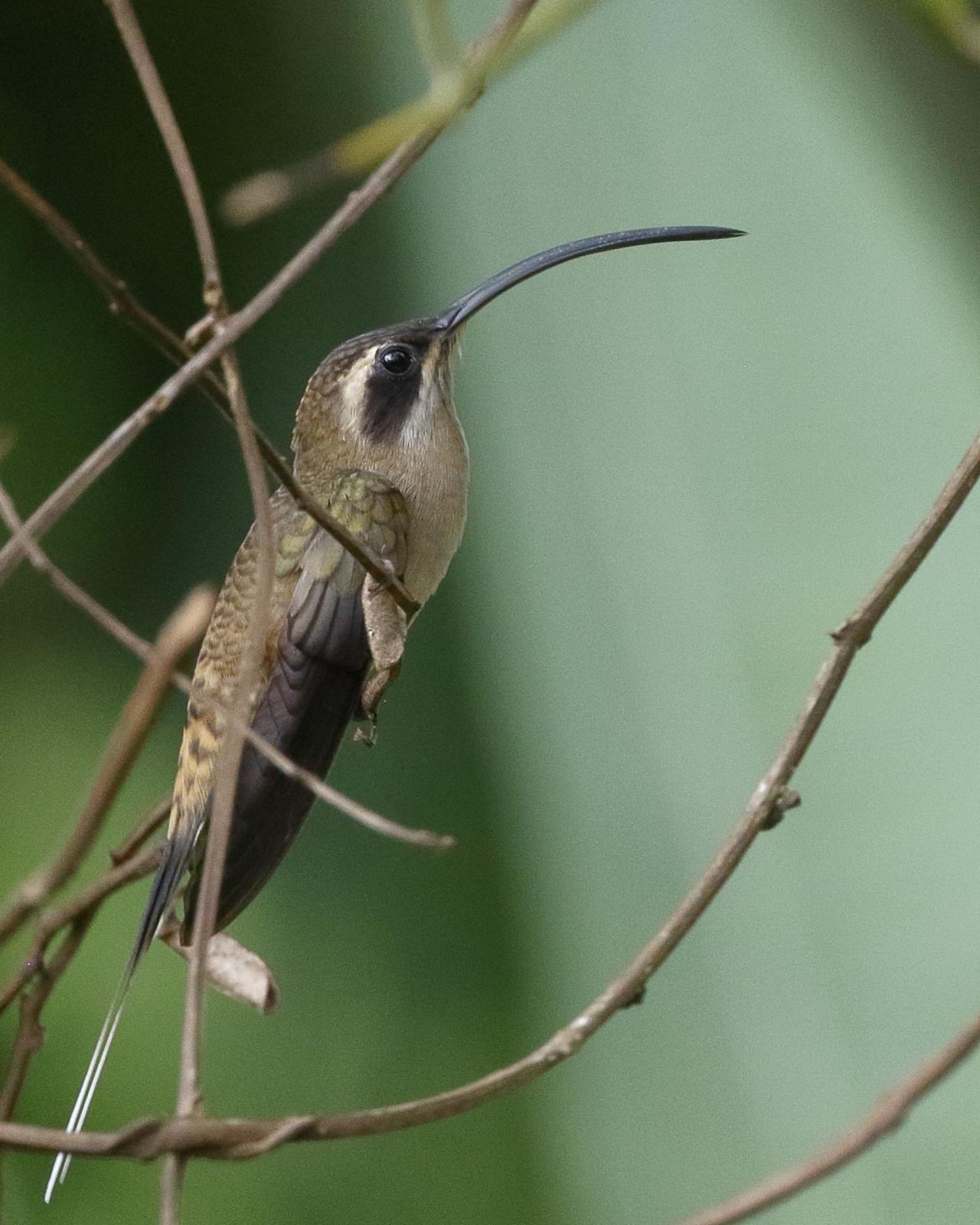 Long-billed Hermit, Belize, Belize Birding Tour, Belize Nature Tour, Winter Belize Tour, Naturalist Journeys