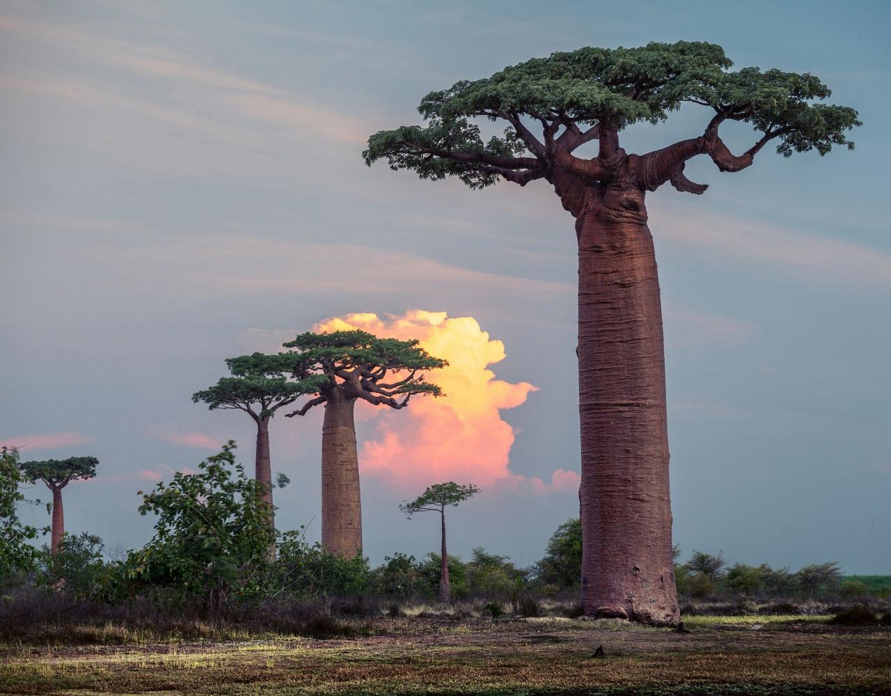 Birding Madagascar, Bird watching Madagascar, Africa Nature Tour, Naturalist Journeys, Wildlife Tour, Wildlife Photography, Ecotourism, Specialty Birds, Birding Hotspot, Endemic Birds