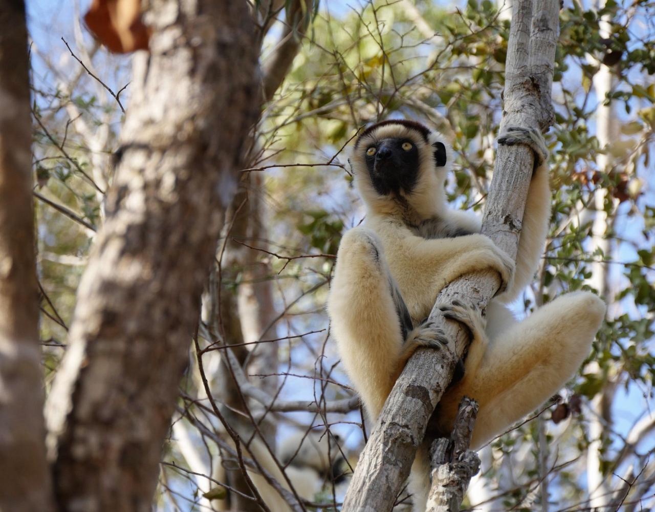 Birding Madagascar, Bird watching Madagascar, Africa Nature Tour, Naturalist Journeys, Wildlife Tour, Wildlife Photography, Ecotourism, Specialty Birds, Birding Hotspot, Endemic Birds