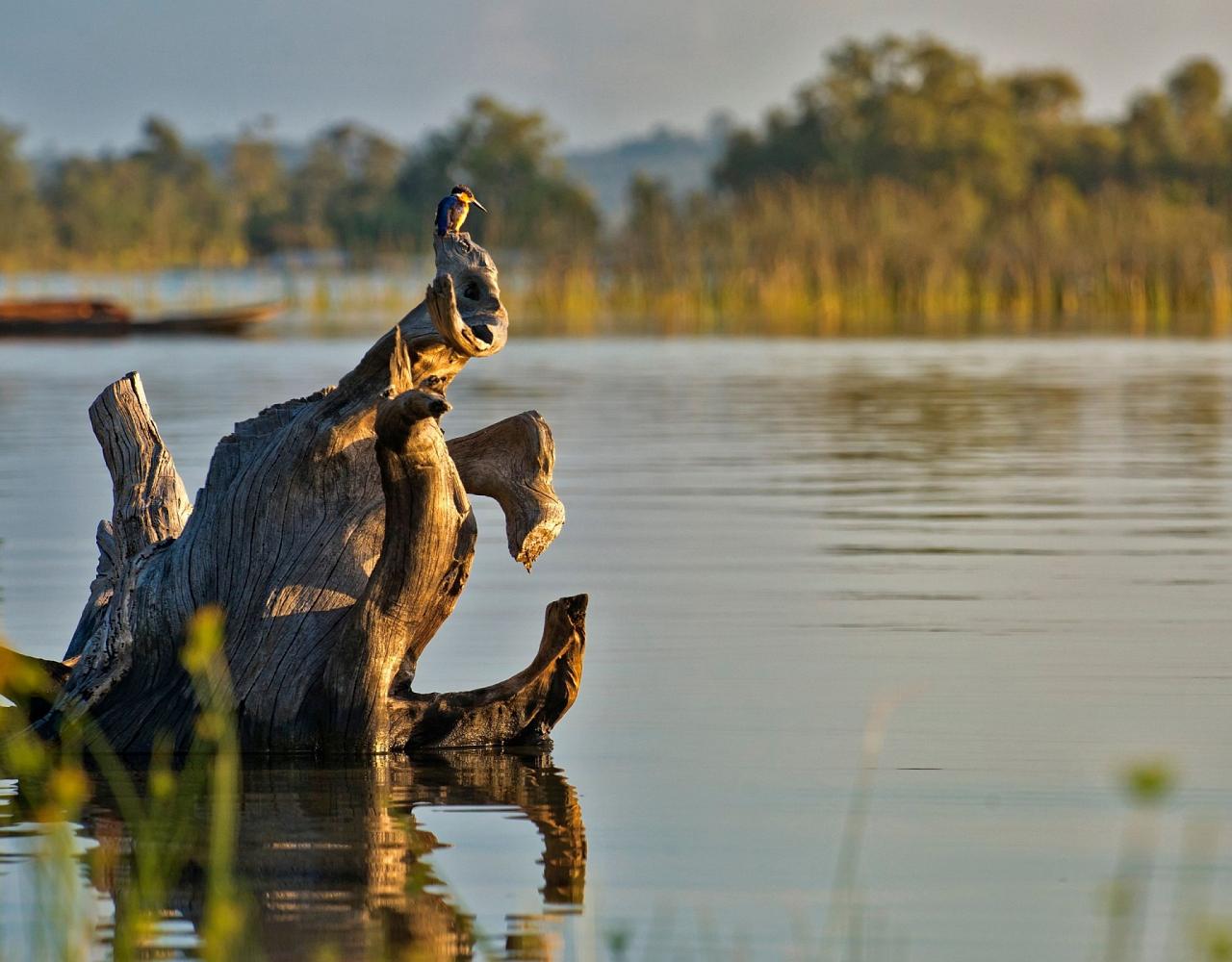 Birding Madagascar, Bird watching Madagascar, Africa Nature Tour, Naturalist Journeys, Wildlife Tour, Wildlife Photography, Ecotourism, Specialty Birds, Birding Hotspot, Endemic Birds