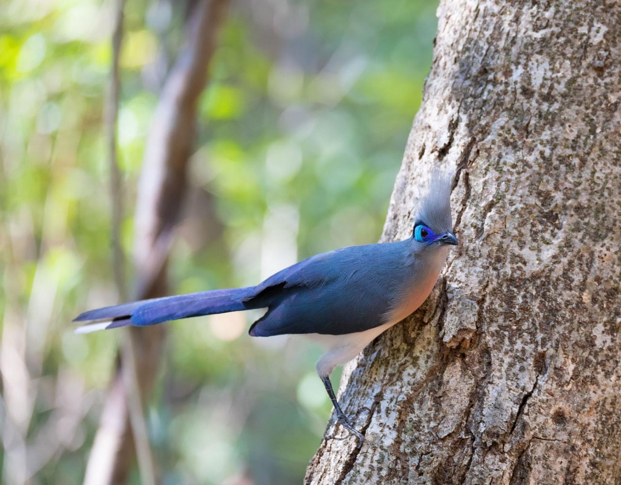 Birding Madagascar, Bird watching Madagascar, Africa Nature Tour, Naturalist Journeys, Wildlife Tour, Wildlife Photography, Ecotourism, Specialty Birds, Birding Hotspot, Endemic Birds