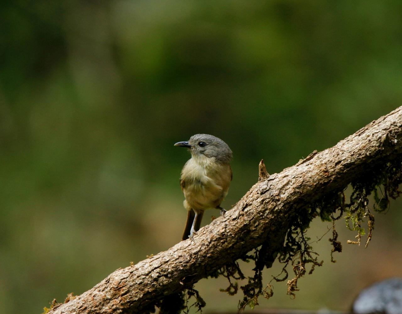 Birding Madagascar, Bird watching Madagascar, Africa Nature Tour, Naturalist Journeys, Wildlife Tour, Wildlife Photography, Ecotourism, Specialty Birds, Birding Hotspot, Endemic Birds