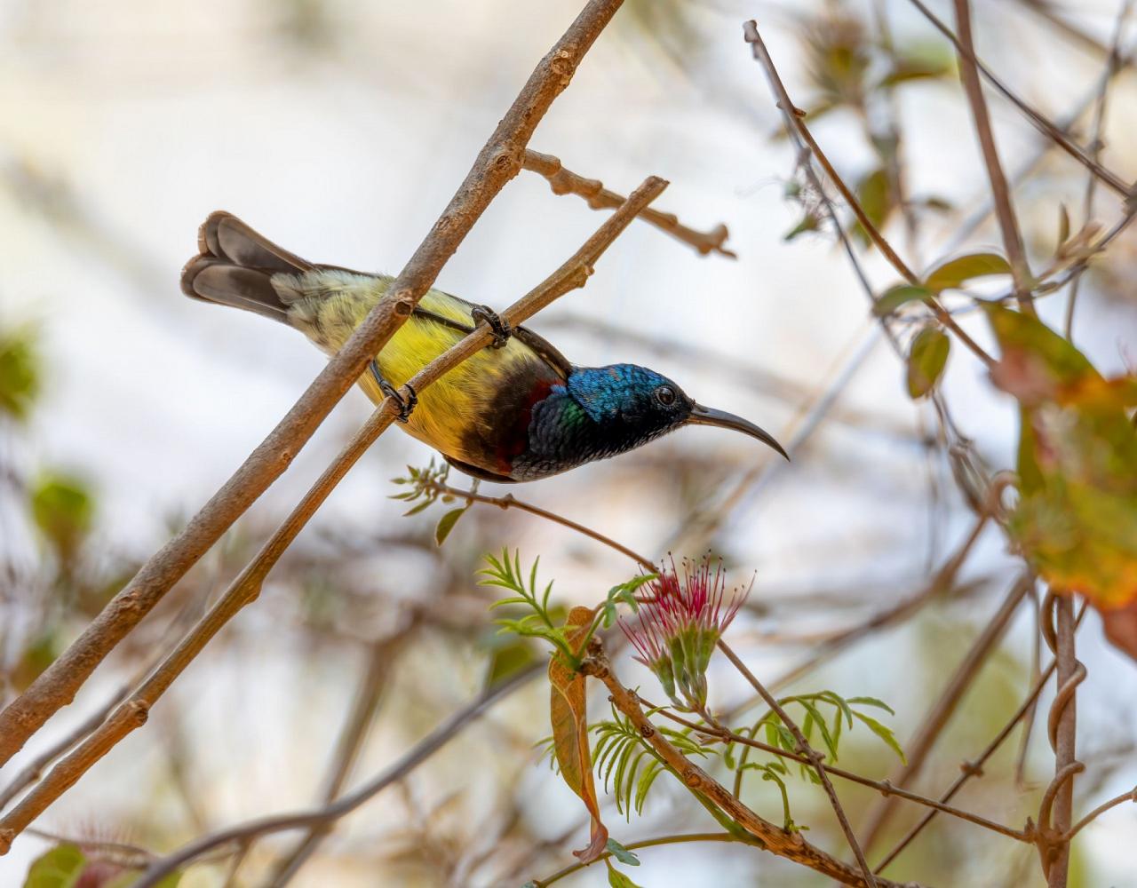 Birding Madagascar, Bird watching Madagascar, Africa Nature Tour, Naturalist Journeys, Wildlife Tour, Wildlife Photography, Ecotourism, Specialty Birds, Birding Hotspot, Endemic Birds