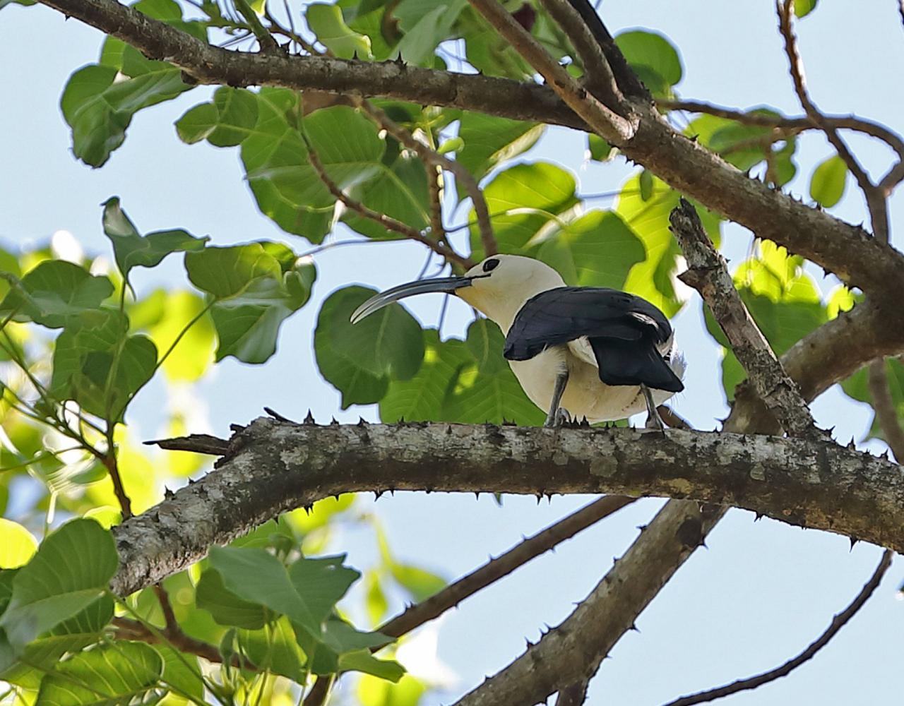 Birding Madagascar, Bird watching Madagascar, Africa Nature Tour, Naturalist Journeys, Wildlife Tour, Wildlife Photography, Ecotourism, Specialty Birds, Birding Hotspot, Endemic Birds