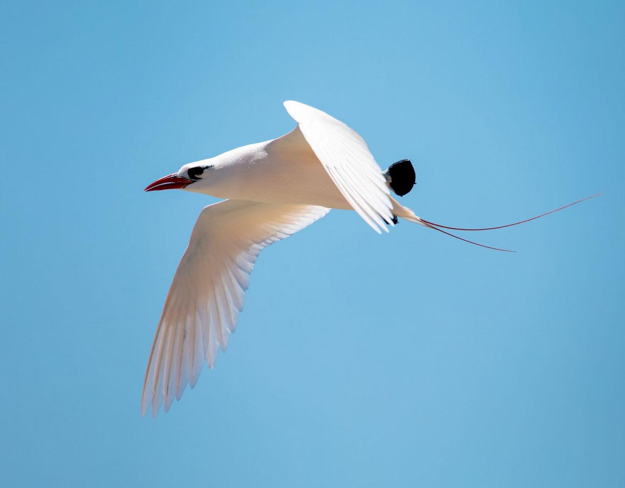 Birding Madagascar, Bird watching Madagascar, Africa Nature Tour, Naturalist Journeys, Wildlife Tour, Wildlife Photography, Ecotourism, Specialty Birds, Birding Hotspot, Endemic Birds