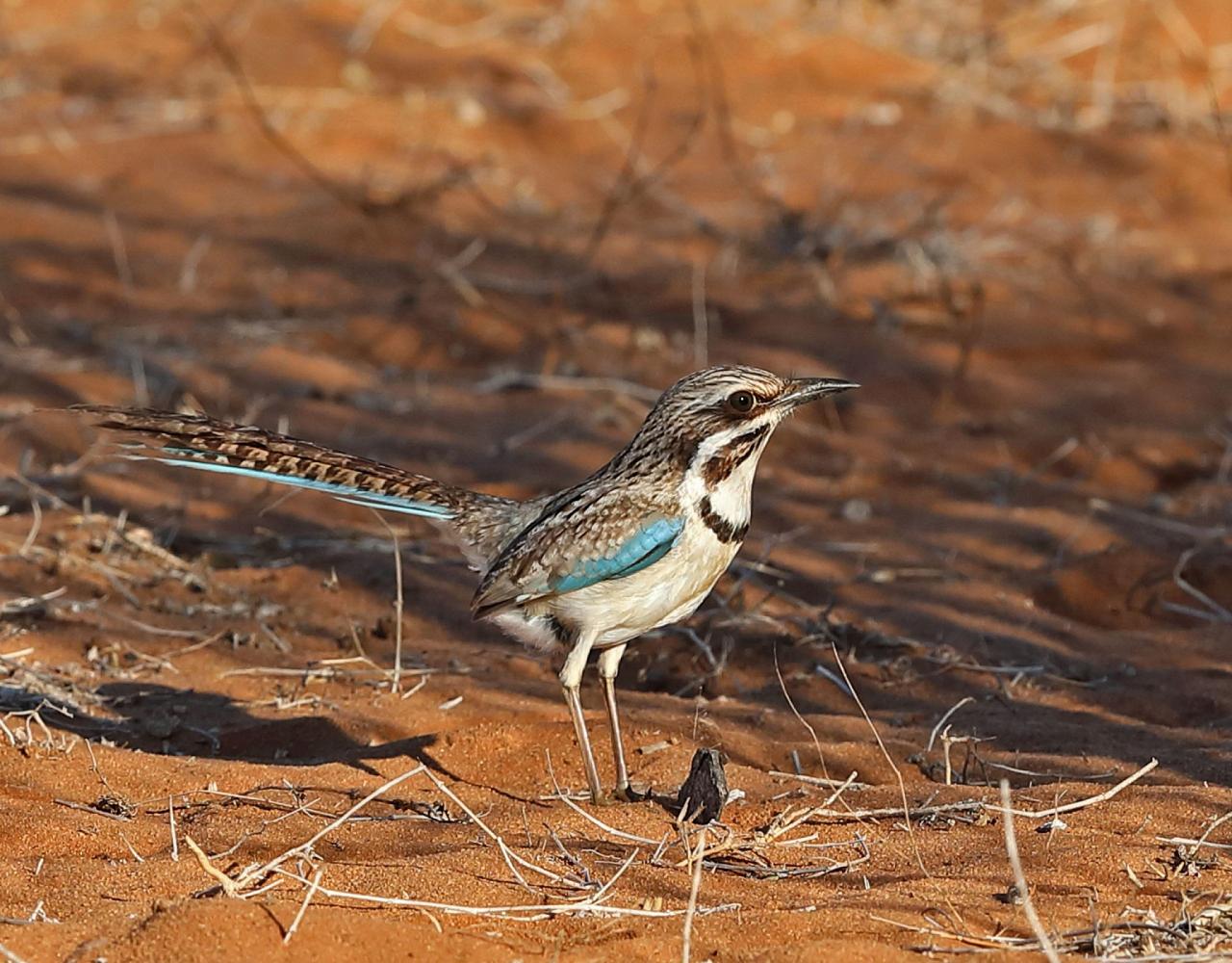 Birding Madagascar, Bird watching Madagascar, Africa Nature Tour, Naturalist Journeys, Wildlife Tour, Wildlife Photography, Ecotourism, Specialty Birds, Birding Hotspot, Endemic Birds