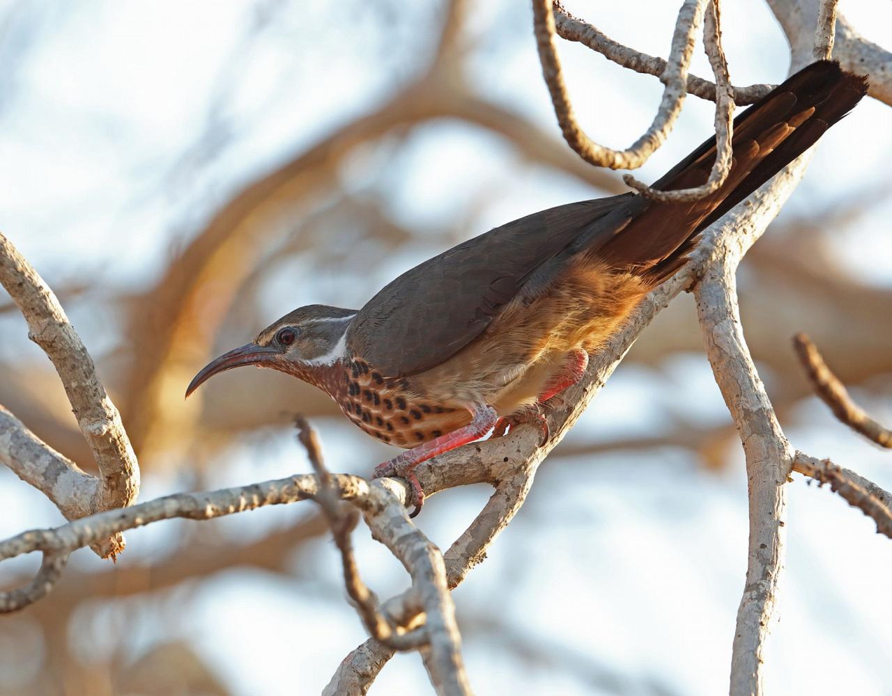 Birding Madagascar, Bird watching Madagascar, Africa Nature Tour, Naturalist Journeys, Wildlife Tour, Wildlife Photography, Ecotourism, Specialty Birds, Birding Hotspot, Endemic Birds