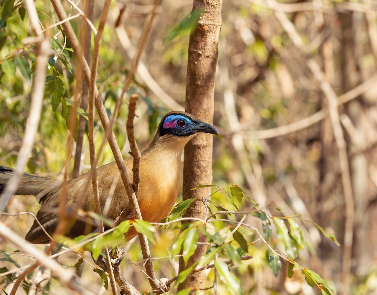 Birding Madagascar, Bird watching Madagascar, Africa Nature Tour, Naturalist Journeys, Wildlife Tour, Wildlife Photography, Ecotourism, Specialty Birds, Birding Hotspot, Endemic Birds