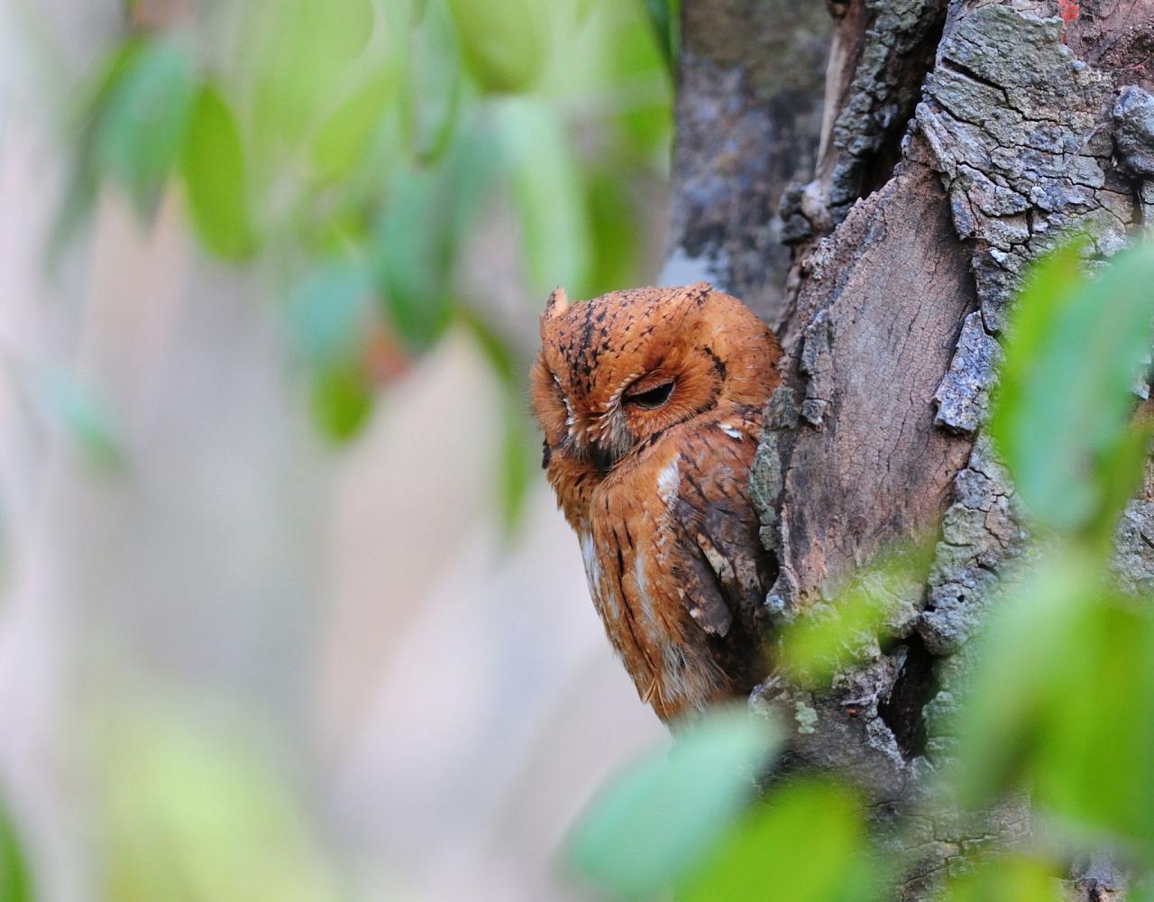 Birding Madagascar, Bird watching Madagascar, Africa Nature Tour, Naturalist Journeys, Wildlife Tour, Wildlife Photography, Ecotourism, Specialty Birds, Birding Hotspot, Endemic Birds