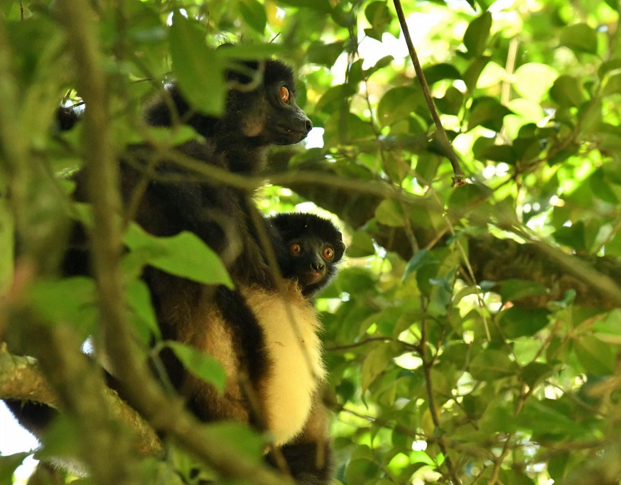 Birding Madagascar, Bird watching Madagascar, Africa Nature Tour, Naturalist Journeys, Wildlife Tour, Wildlife Photography, Ecotourism, Specialty Birds, Birding Hotspot, Endemic Birds