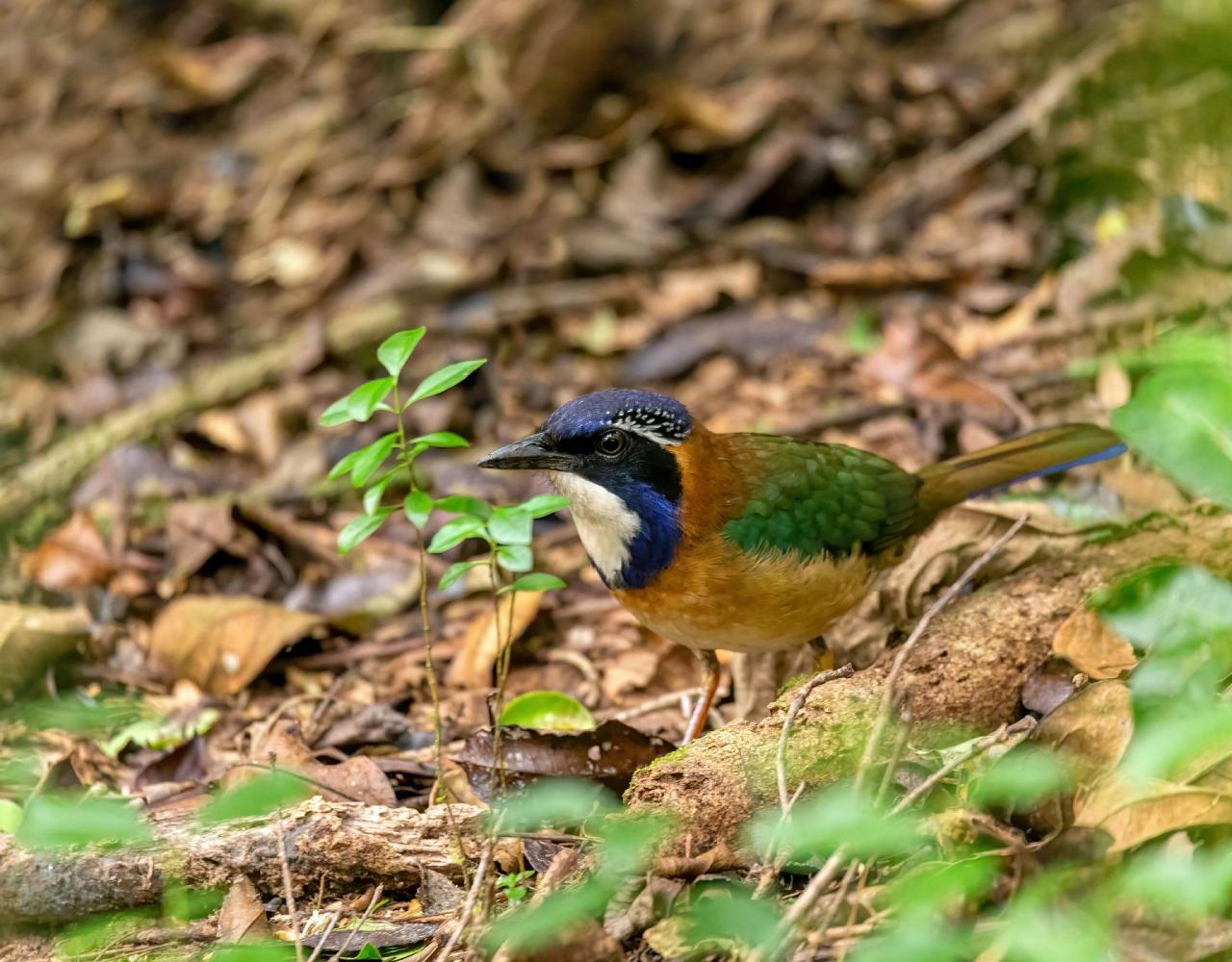 Birding Madagascar, Bird watching Madagascar, Africa Nature Tour, Naturalist Journeys, Wildlife Tour, Wildlife Photography, Ecotourism, Specialty Birds, Birding Hotspot, Endemic Birds