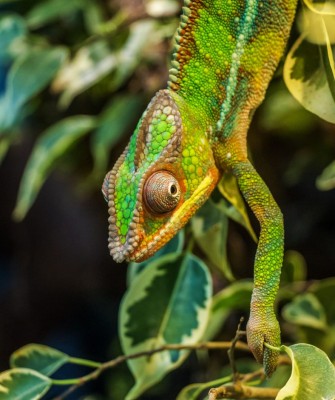 Birding Madagascar, Bird watching Madagascar, Africa Nature Tour, Naturalist Journeys, Wildlife Tour, Wildlife Photography, Ecotourism, Specialty Birds, Birding Hotspot, Endemic Birds