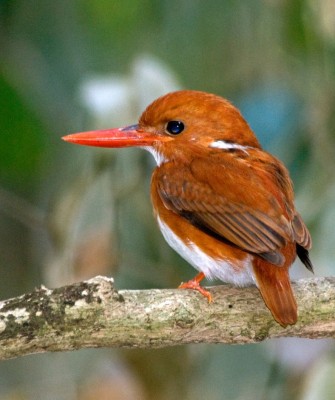 Birding Madagascar, Bird watching Madagascar, Africa Nature Tour, Naturalist Journeys, Wildlife Tour, Wildlife Photography, Ecotourism, Specialty Birds, Birding Hotspot, Endemic Birds