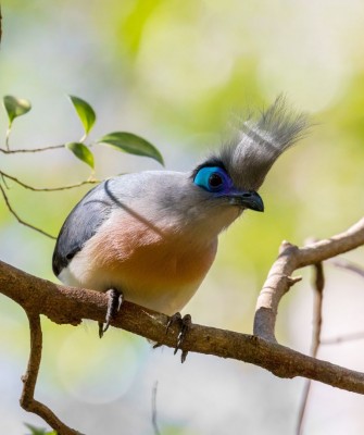 Birding Madagascar, Bird watching Madagascar, Africa Nature Tour, Naturalist Journeys, Wildlife Tour, Wildlife Photography, Ecotourism, Specialty Birds, Birding Hotspot, Endemic Birds